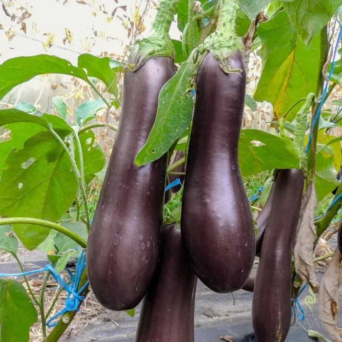 Violetta lunga 3