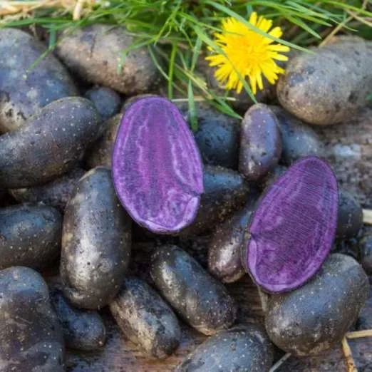 ViolettaPflanzkartoffeln, bio