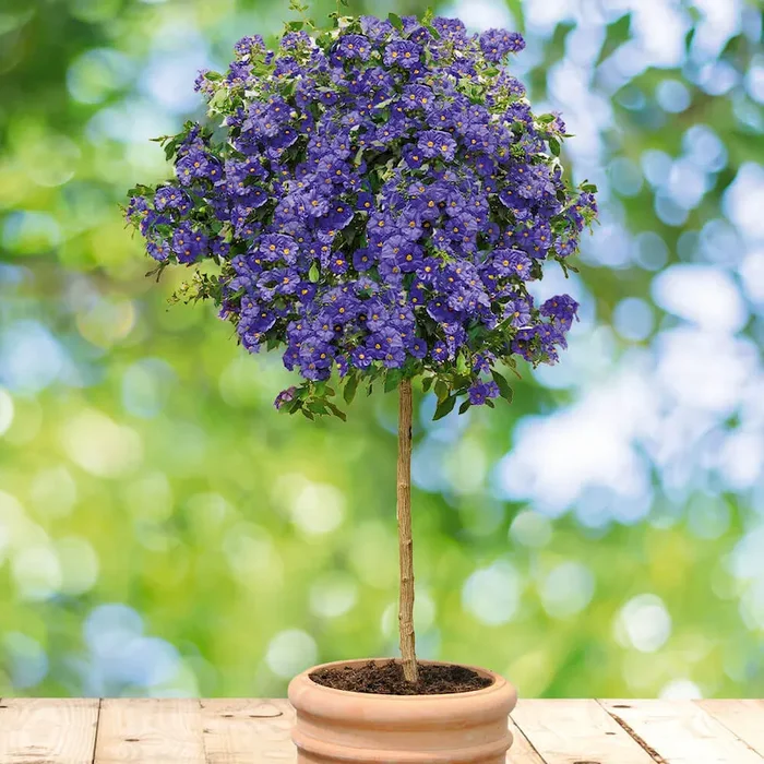 Violetter Enzianbaum Solanum – Bestellnummer 6620490