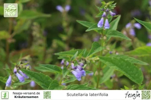 Virginisches Helmkraut, Scutellaria laterifolia