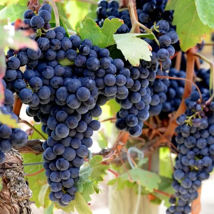 Vitis Boskoop Glorie – Traube