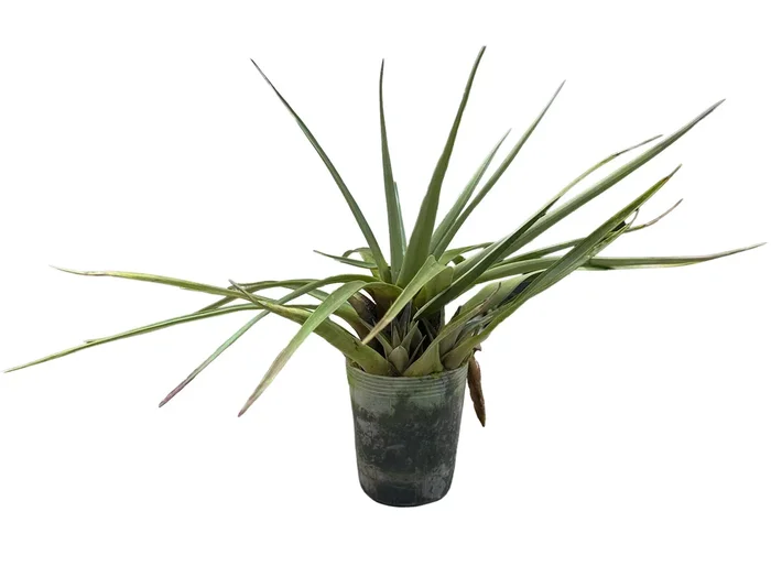 Vriesea cathcartii