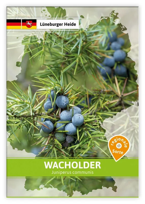 Wacholder (Regionale Sorte Lüneburger Heide)