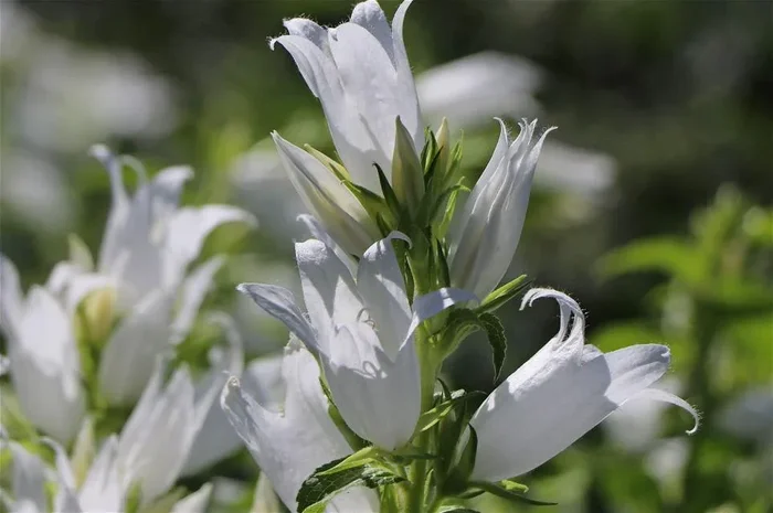 Wald-Glockenblume ‚Alba‘