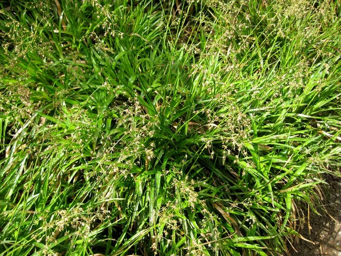 Wald-Marbel (Luzula sylvatica) „Bio“