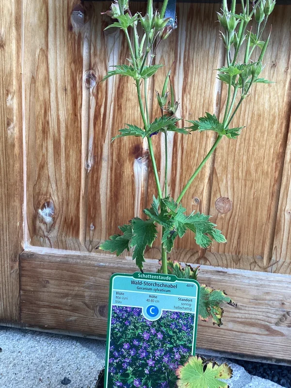 Wald-Storchschnabel ‚Mayflower‘