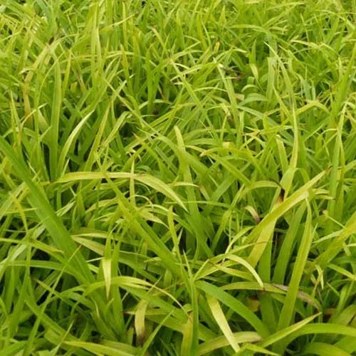 Waldmarbel ‚Solar Flair‘