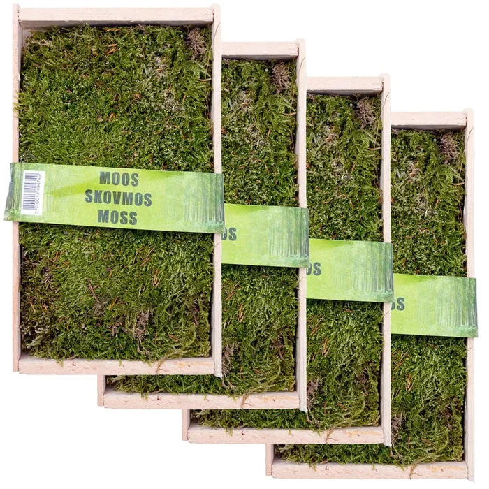 Waldmoos in der Holzkiste, ca. 25x13x7 cm, 4er-Set