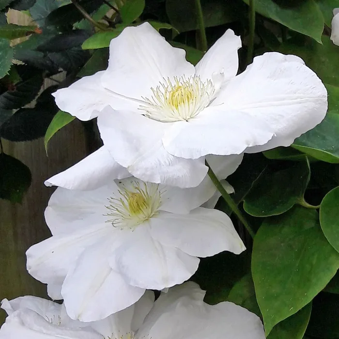 Waldrebe ‚Madame Le Coultre‘