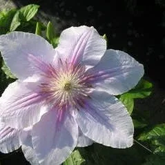 Waldrebe (Clematis ‚Bees Jubilee‘)