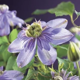 Waldrebe (Clematis ‚Blue light‘)
