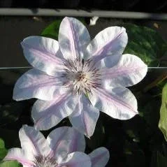 Waldrebe (Clematis ‚Capitaine Thuilleaux‘)