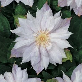 Waldrebe (Clematis ‚Jackmanii Alba‘)