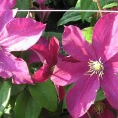 Waldrebe (Clematis ‚Madame Edouard Andre‘)