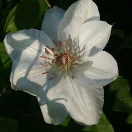 Waldrebe (Clematis ‚Mrs George Jackman‘)