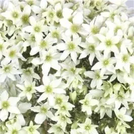Waldrebe (Clematis) Kimiko™ Boulevard® Evergreen Evipo066