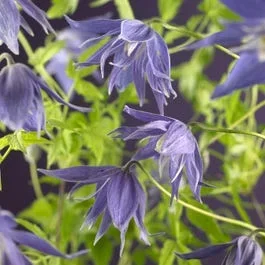 Waldrebe (Clematis macropetala ‚Maidwell Hall‘)
