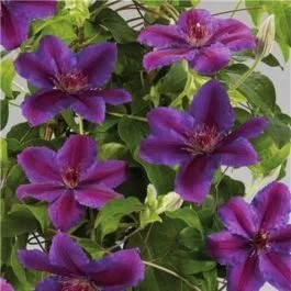 Waldrebe (Clematis) Paulie™ Tudor Patio® Evipo058