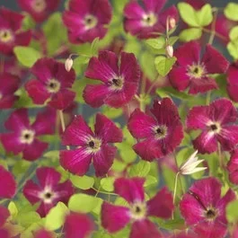 Waldrebe (Clematis viticella ‚Rubra‘)