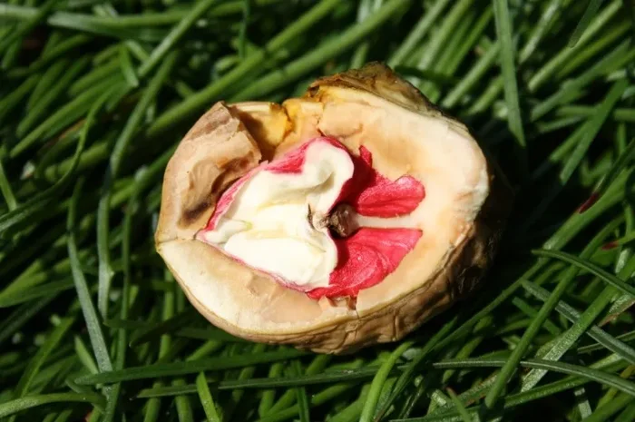 Walnuß ‚Rote Donaunuß‘