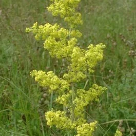 Walstro (Galium verum)
