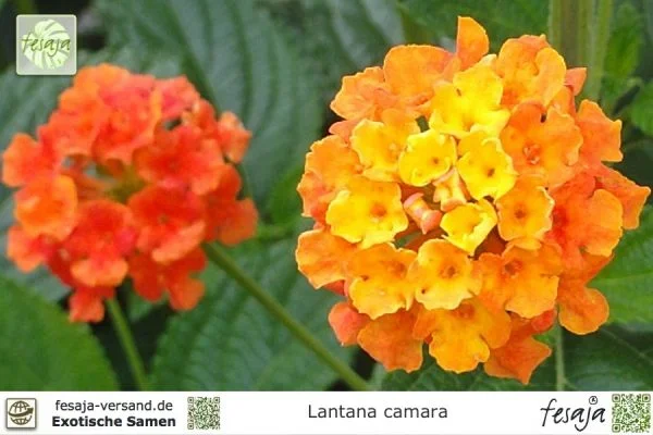 Wandelröschen, Wandelrose, Lantana camara