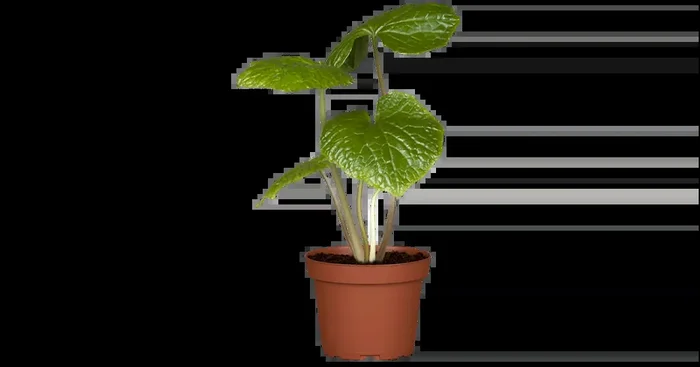 Wasabia japonica mephisto