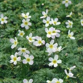 Wasserveilchen (Hottonia palustris)