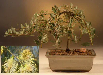 Weeping Willow Bonsai Tree(salix repens ‚boyd’s pendula‘)