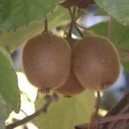 Weibliche Kiwi (Actinidia deliciosa) Hayward