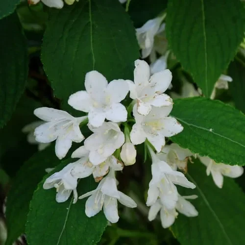 Weigela Florida ‚Snowflake‘