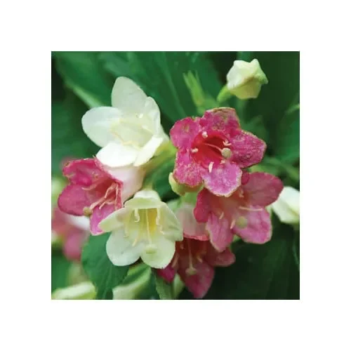 Weigela Florida Versicolor