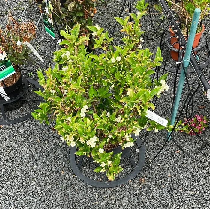Weigelie ‚Picabella Bianco‘