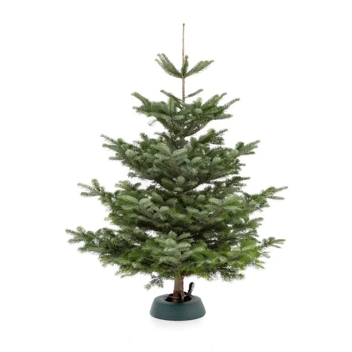 Weihnachtsbaum Nordmanntanne S | ca. 80 – 100 cm