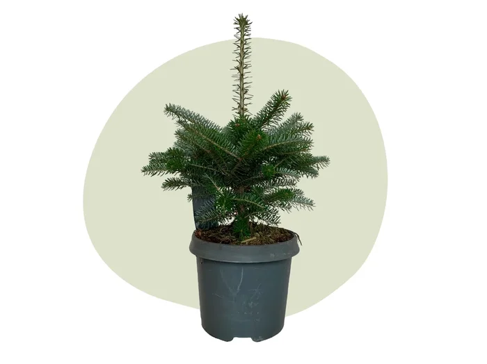 Weihnachtstanne Anne – Abies Koreana