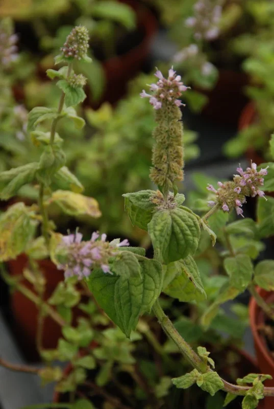 Wein-Minze – Mentha species „Nepetoides“