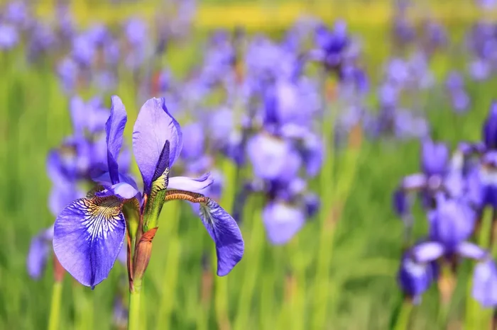 Weinberg-Iris (Iris germanica ssp. spectabilis) „Bio“