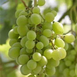 Weinrebe Vitis Witte Van Der Laan