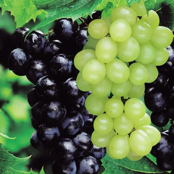 Weinreben