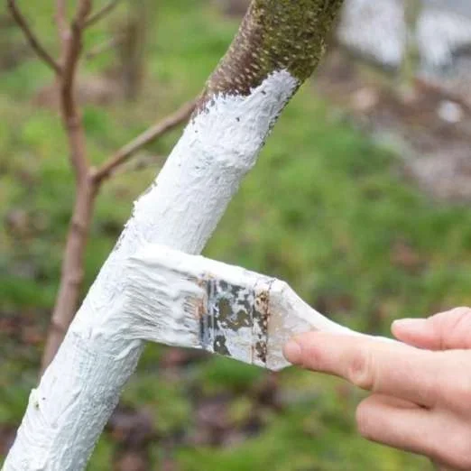 Weißanstrich gegen Frostschäden 1 kg
