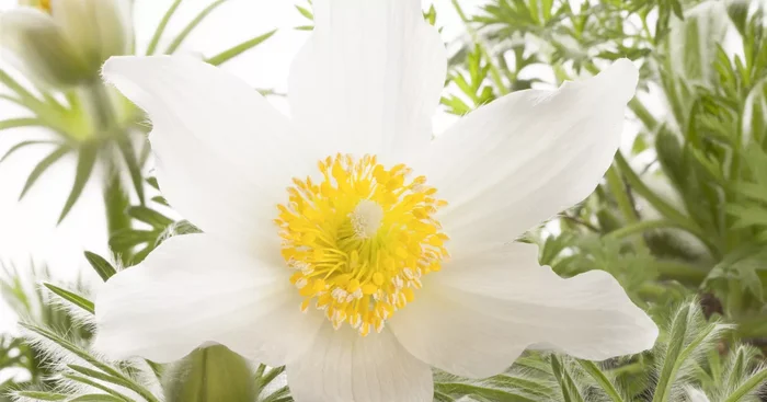 Weißblühende Kuhschelle ‚Alba‘