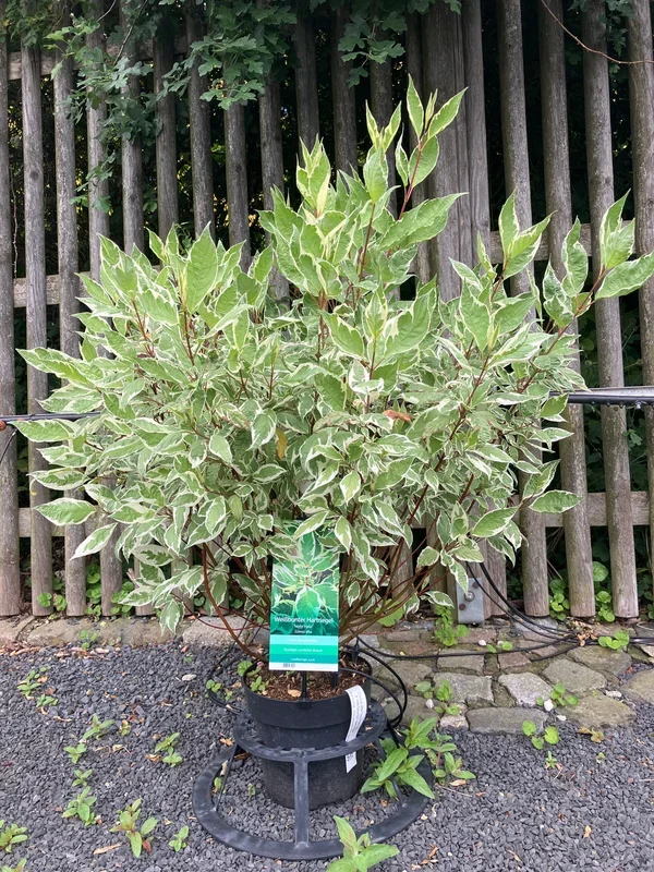 Weißbunter Hartriegel ‚Ivory Halo‘ ®