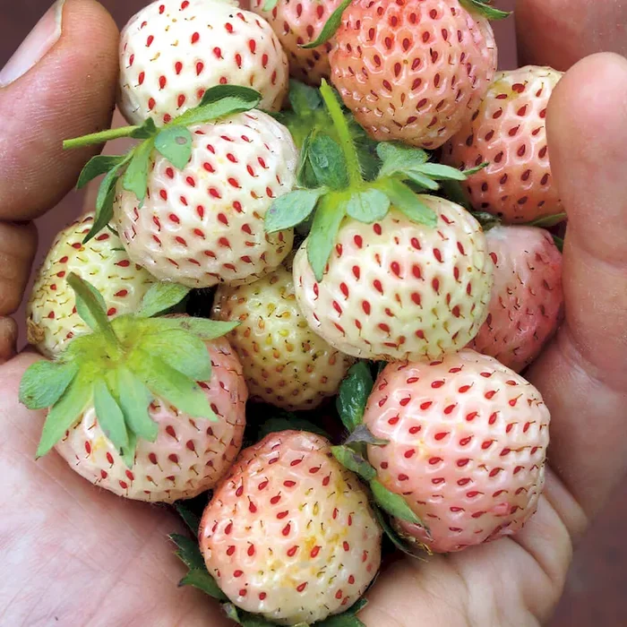 Weiße Ananas-Erdbeere ‚Snow White®‘ fragaria – Bestellnummer 4442767