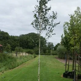 Weiße Birke (Betula utilis ‚Doorenbos‘)