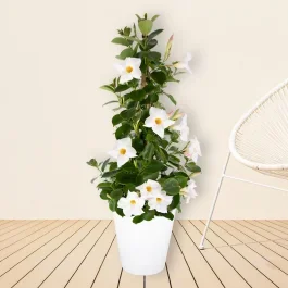 Weiße Mandevilla Pyramide + gratis Topf | +/- 70-80 cm | ø 17 cm