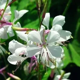 Weiße Prachtkerze (Gaura lindheimerii) Karalee White