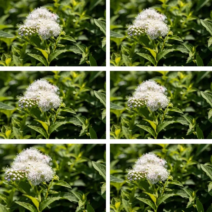 Weiße Zwergspiere ‚Albiflora‘, 6 Pflanzen