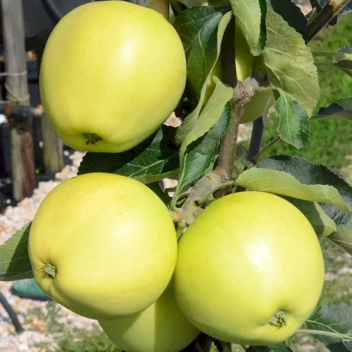 Weißer Klarapfel Syn. Roggenapfel Sommerapfel Apfelbaum Hochstamm 180 cm Stamm wurzelnackt auf Slg