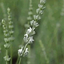 Weißer Lavendel (Lavandula intermedia ‚Edelweiss‘)