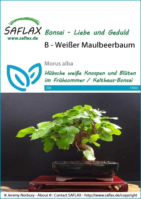 Weißer Maulbeerbaum